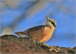 <p>BRHLÍK LESNÍ (Sitta europaea) /Eurasian nuthatch - Kleiber/</p>